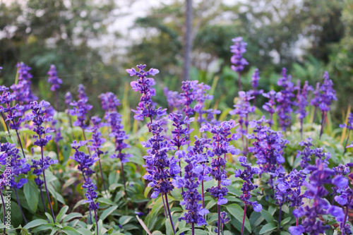 purple flower in soft blur Background