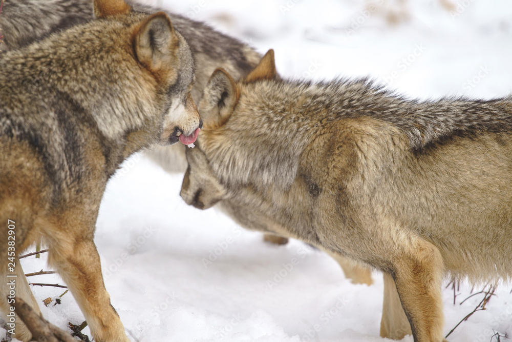 Naklejka premium parco nazionale d'abruzzo