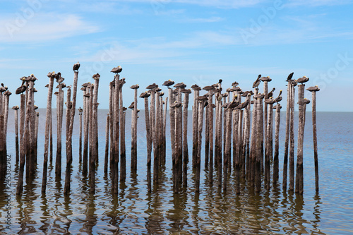 Birds Pelicans on pillars in the sea.