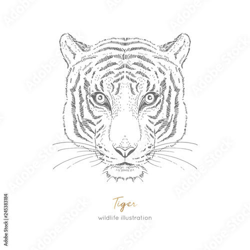 Symmetrical Vector portrait illustration of tiger. Hand drawn ink realistic sketching isolated on white. Perfect for logo branding t-shirt coloring book design.