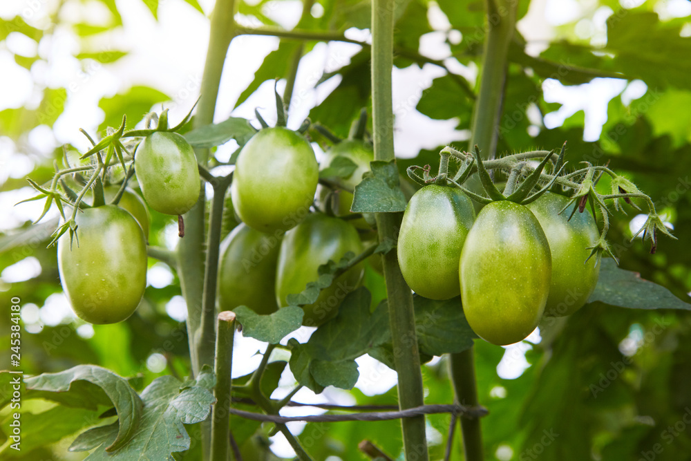 Red and green tomatoes growing on twigs. In a greenhouse. Farm of tasty red tomatoes Red and green tomatoes growing on twigs. In a greenhouse. Farm of tasty red tomatoes