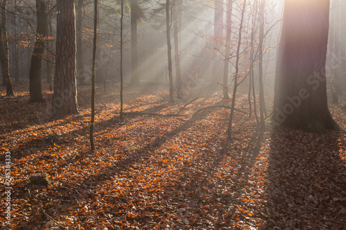 piękny jesienny mglisty las