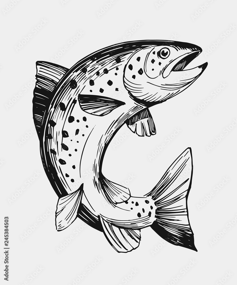 Naklejka premium Sketch of fish. Salmon, trout. Hand drawn illustration. Vector. Isolated