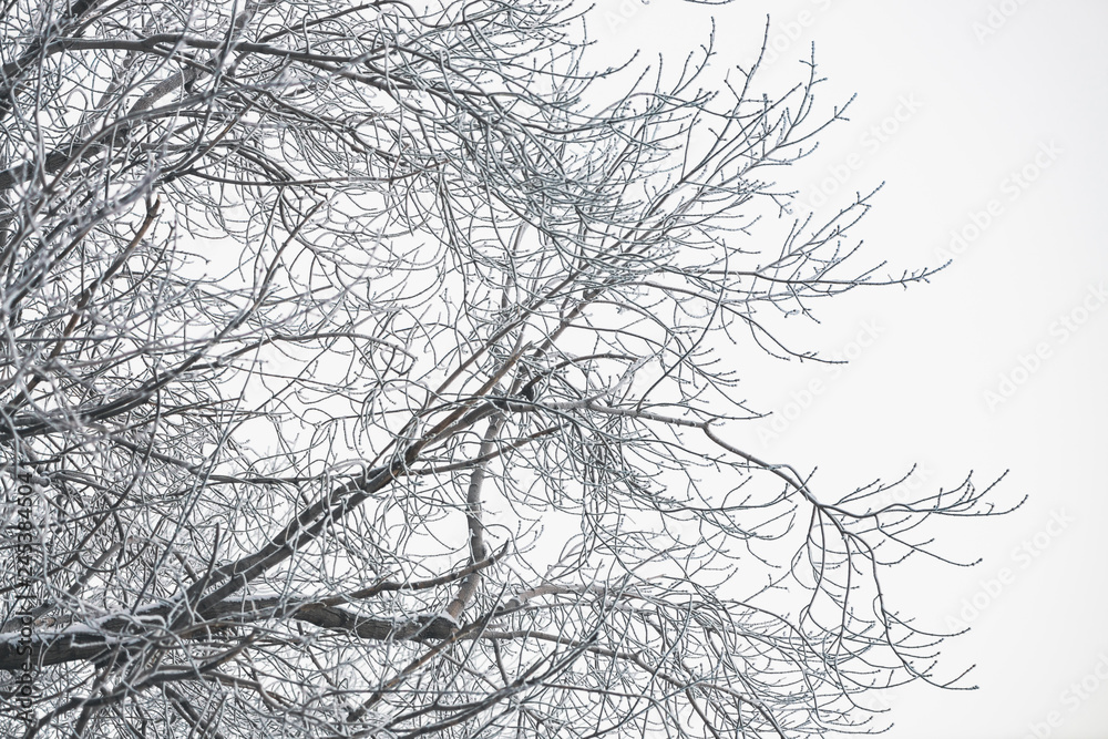 Frozen branches on white sky background. Snowy tree branches with hoarfrost in winter. Plants with white snow close-up. Atmospheric forest landscape with copy space. Snowfall weather. Frozen branches on white sky background. Snowy tree branches with hoarfrost in winter. Plants with white snow close-up. Atmospheric forest landscape with copy space. Snowfall weather.