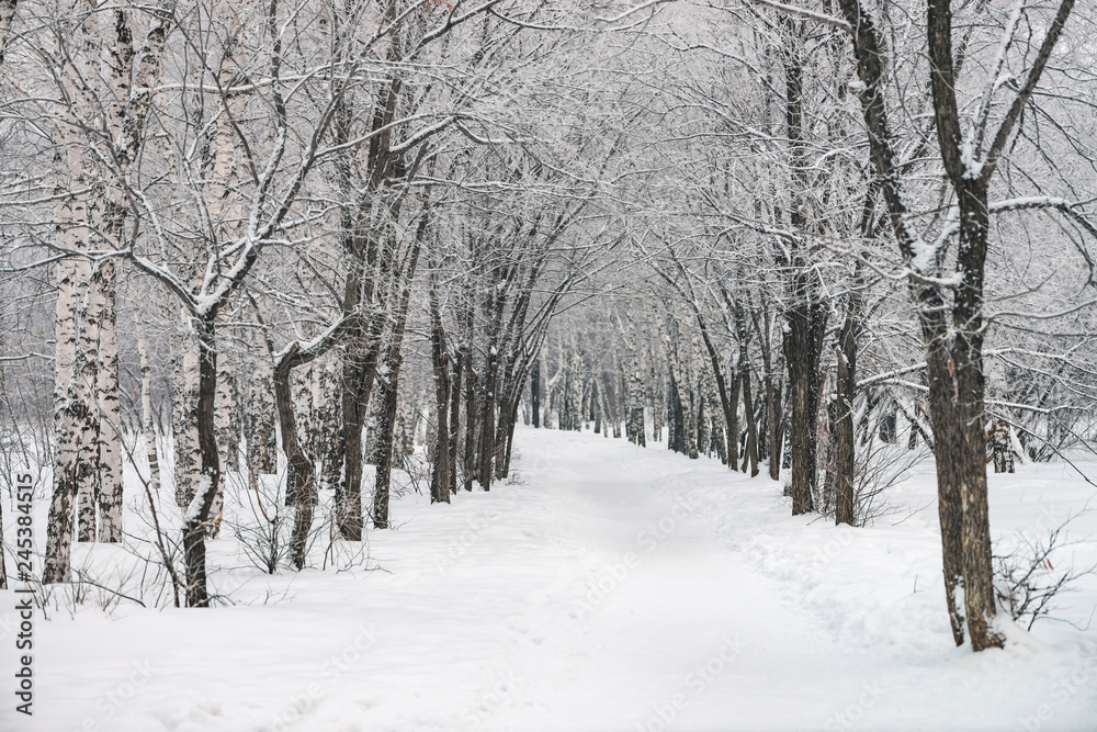 Snowy tunnel among tree branches in parkland close up. Snowy white background with alley in grove. Path among winter trees with hoarfrost during snowfall. Fall of snow. Atmospheric winter landscape. Snowy tunnel among tree branches in parkland close up. Snowy white background with alley in grove. Path among winter trees with hoarfrost during snowfall. Fall of snow. Atmospheric winter landscape.