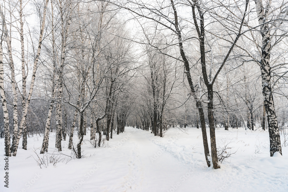 Snowy tunnel among tree branches in parkland close up. Snowy white background with alley in grove. Path among winter trees with hoarfrost during snowfall. Fall of snow. Atmospheric winter landscape.