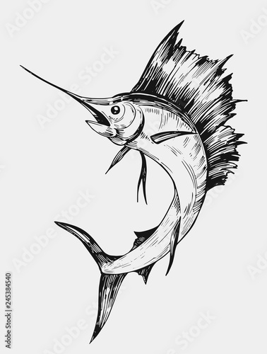 Obraz na plátně Sketch of marlin fish. Hand drawn illustration. Vector. Isolated