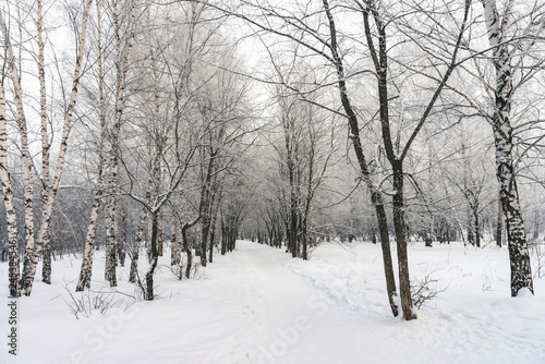 Snowy tunnel among tree branches in parkland close up. Snowy white background with alley in grove. Path among winter trees with hoarfrost during snowfall. Fall of snow. Atmospheric winter landscape. © Daniil