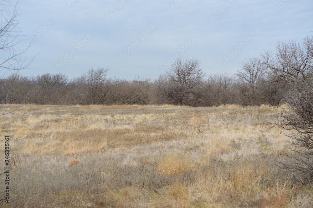 Field with dry grass on a background of trees in a city park in a winter sunny day Field with dry grass on a background of trees in a city park in a winter sunny day
