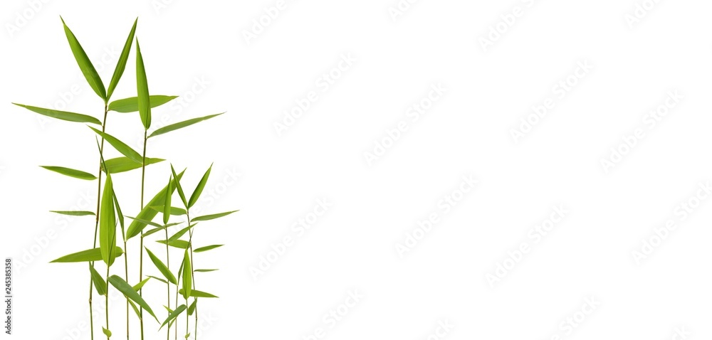 Naklejka premium Leaf illustrations with white background