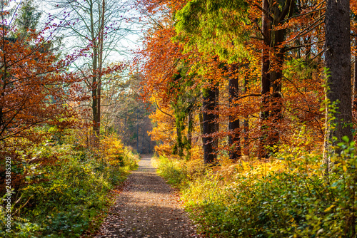 Herbstwald © David Schartner