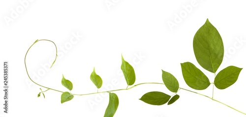 Leaf illustrations with white background