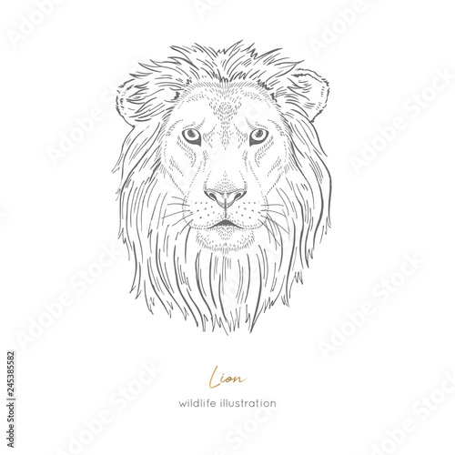 Symmetrical Vector portrait illustration of wild lion cat. Hand drawn ink realistic sketching isolated on white. Perfect for logo branding t-shirt coloring book design.
