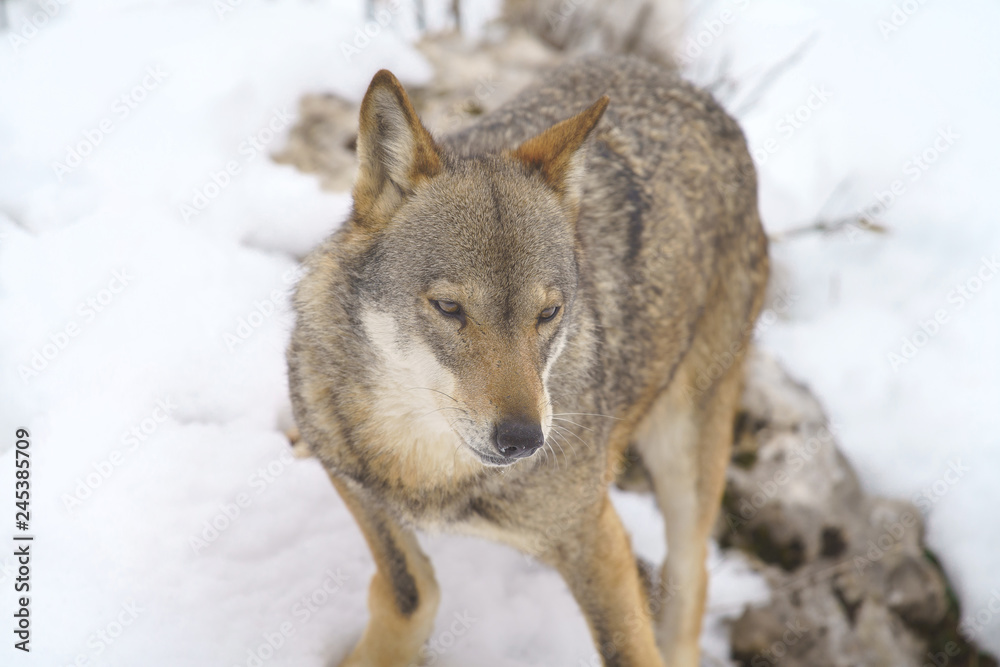 Obraz premium parco nazionale d'abruzzo