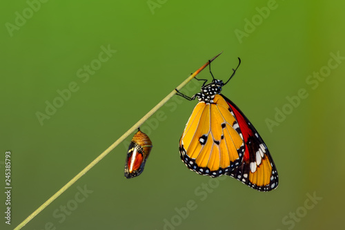Photography Amazing moment ,Monarch butterfly emerging from its chrysalis
