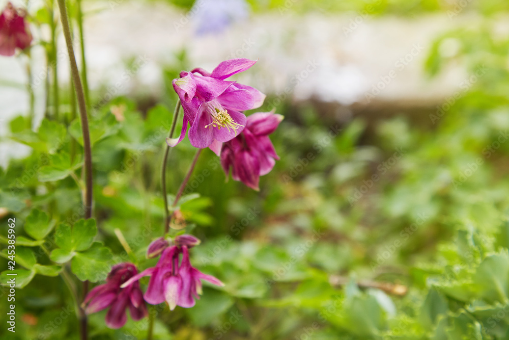 Purple Aquilegia flower on natural background, close up macro, home garden flowers. Pretty purple Granny's Bonnets flowers. Also known as Columbine and Aquilegia. Popular cottage garden plants. Purple Aquilegia flower on natural background, close up macro, home garden flowers. Pretty purple Granny's Bonnets flowers. Also known as Columbine and Aquilegia. Popular cottage garden plants.