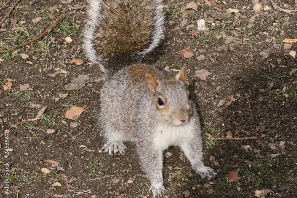 Fototapeta premium Eichhörnchen Squirrels aus New York