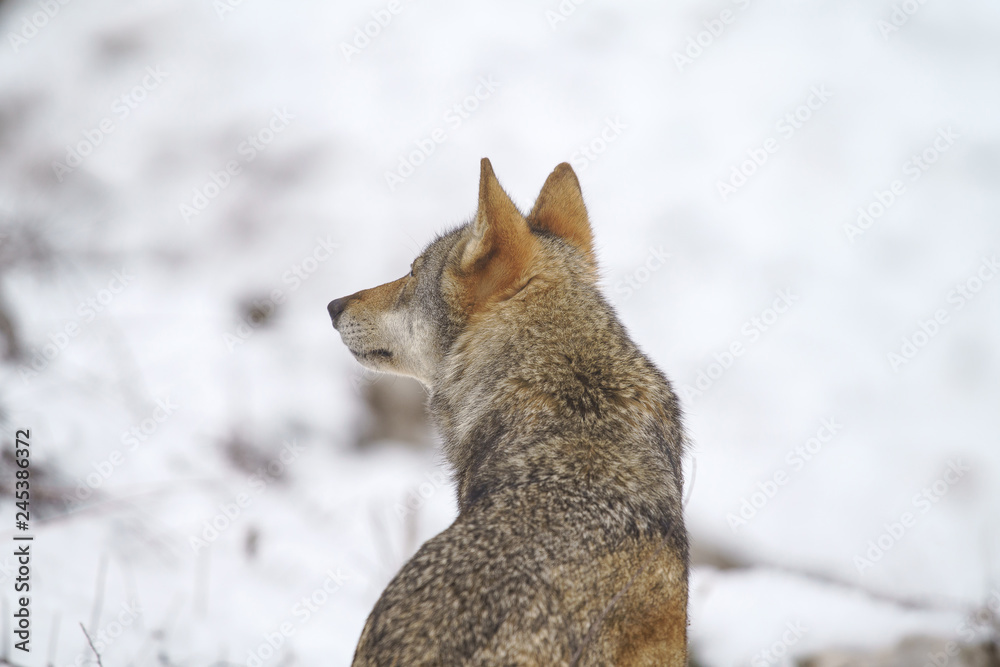 Obraz premium parco nazionale d'abruzzo