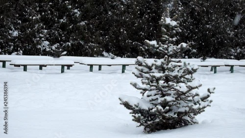 Lonely little spruce stands in the winter park during a snowfall