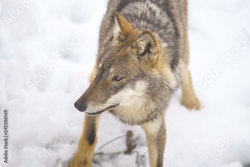 parco nazionale d'abruzzo © alex