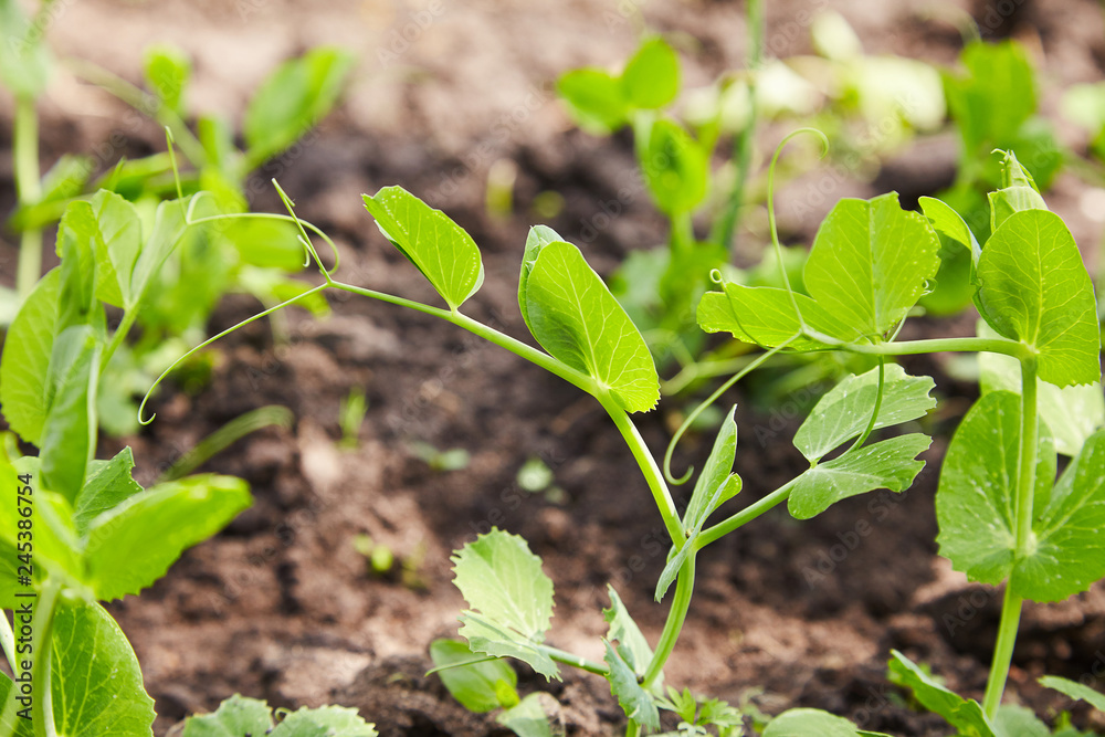 Sprouts of young peas grow on the bed. A patch with young green peas. young green peas plant in the soil Sprouts of young peas grow on the bed. A patch with young green peas. young green peas plant in the soil