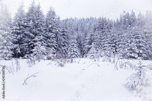 Snowy fir trees in winter forest background © 2207918