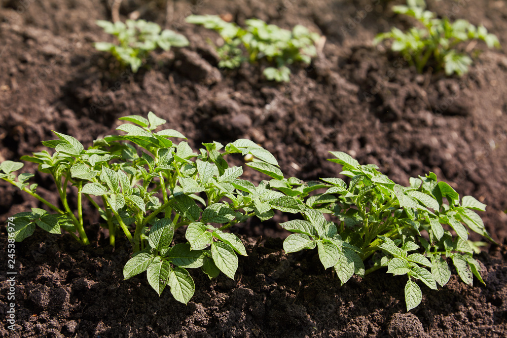 Obraz premium Young potato plants growing on the soil in rows. Potato bush in the garden. Healthy young potato plant in organic garden.