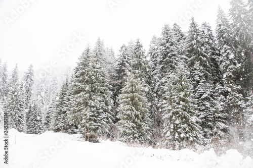 Snowy fir trees in winter forest background