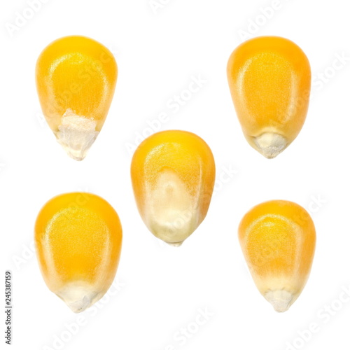 Yellow grain corn isolated on white background, for popcorn, set macro 