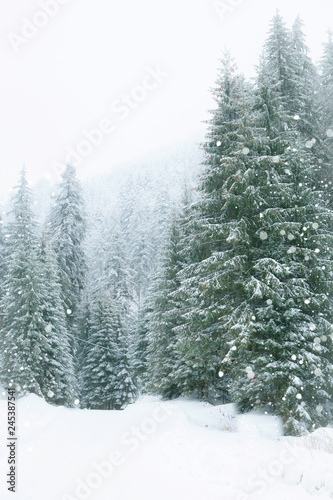 Snowy fir trees in winter forest background