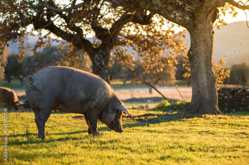 Iberian pigs in the nature eating