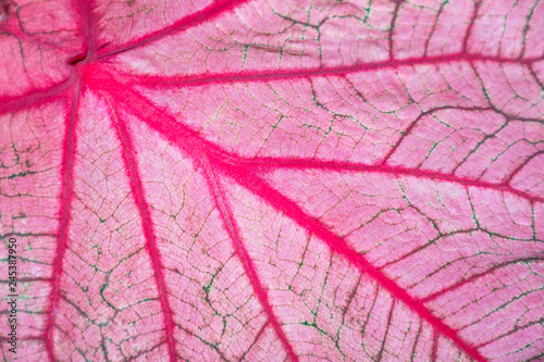 Pink elephant ear leaf background © AlivePhoto