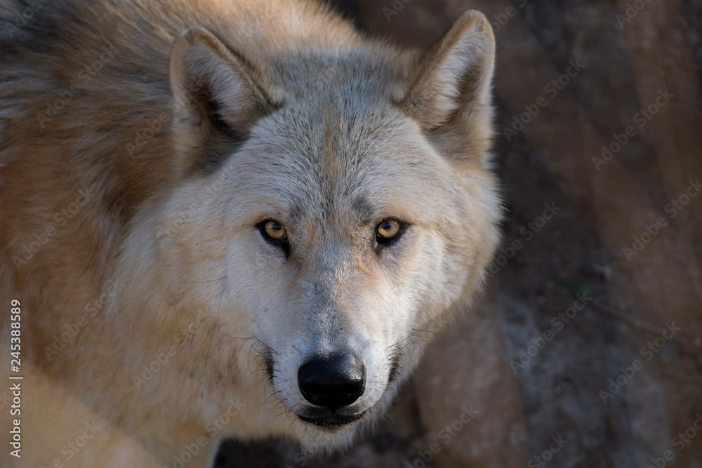 El gran lobo del ártico