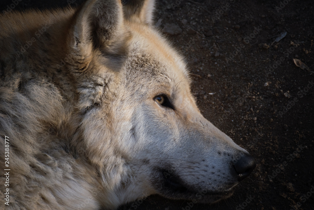 Fototapeta premium El gran lobo del ártico