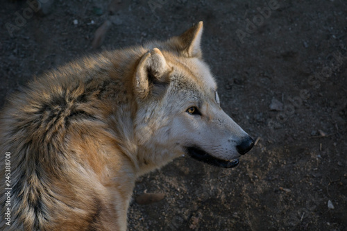 El gran lobo del   rtico