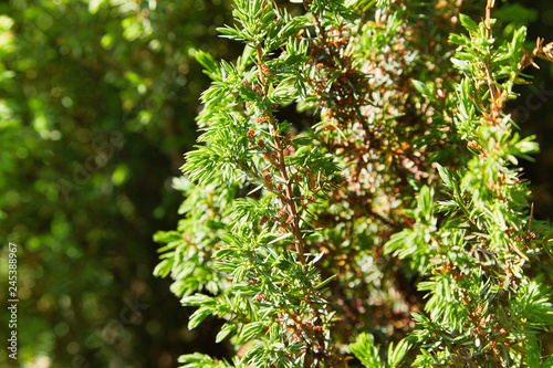 Blossom of Juniperus. The cones are used to flavour certain beers and gin. Juniperus communis The yellow male cones