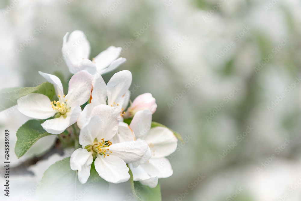 Apple tree blossom in spring in front of blurred background