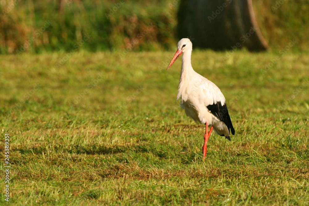 Fototapeta premium White Stork strinding on a Beautiful green Meadow during golden hour