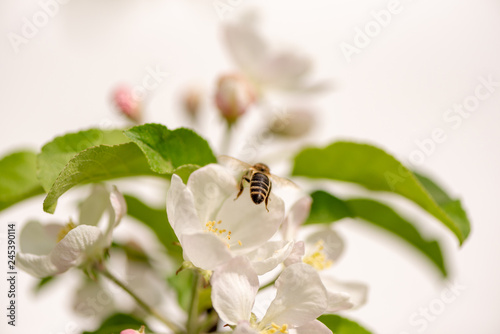 Honey bee is collecting pollen on a blossoming apple tree against isolated white background
