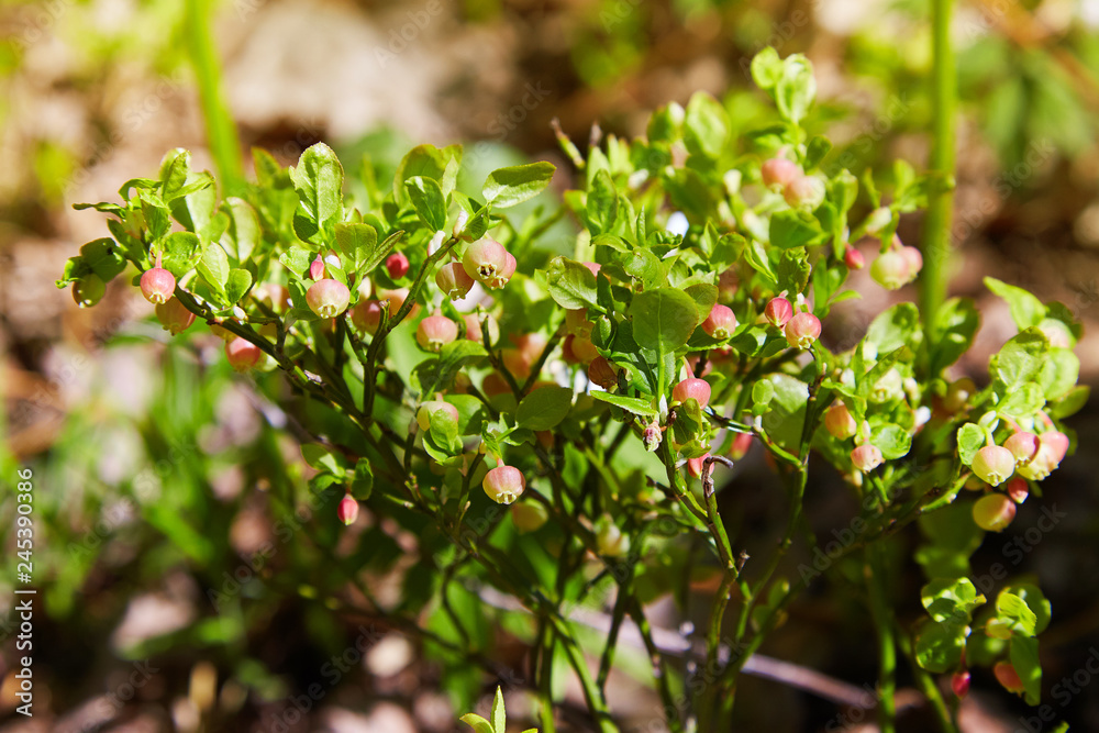 A shrub of European blueberry (Vaccinium uliginosum) in bloom in the forest in May. Bushes with Green unripe blueberry in early spring. Wild Young blueberry in blooming. A shrub of European blueberry (Vaccinium uliginosum) in bloom in the forest in May. Bushes with Green unripe blueberry in early spring. Wild Young blueberry in blooming.