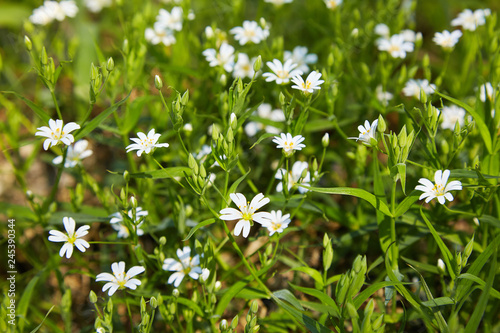 White stellaria delicate flowers. Stellaria growth in field, Caryophillaceae - Stellaria holostea flower photo