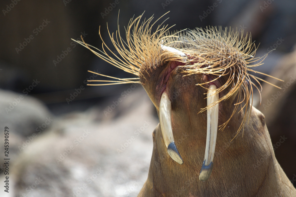 Fototapeta premium lion des mers