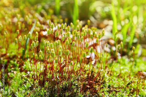 Polytrichum juniperinum, commonly known as juniper haircap or juniper polytrichum moss. Capsules of hair cap moss, producing spores  photo