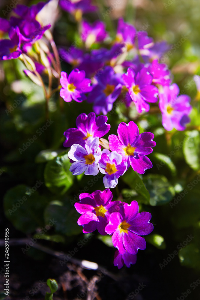 Pink primula vulgaris, primrose. Flowering Pink Primula (Primula Vulgaris. Bright Pink). Gardening Pink primula vulgaris, primrose. Flowering Pink Primula (Primula Vulgaris. Bright Pink). Gardening