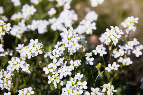 White arabis caucasica flowers in the garden © Liudmila