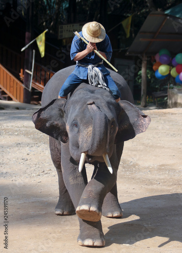 An Elephant and Rider, Chiang Mai, Thailand