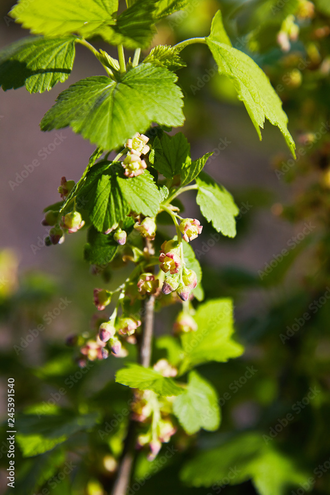 Blooming currant plants in a spring garden. Closeup branches currants with a selective focus on a nature green background. Blooming currant plants in a spring garden. Closeup branches currants with a selective focus on a nature green background.