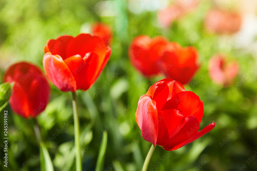 Group of colorful tulips lit by sunlight. Soft selective focus, tulips close up, toning. Bright colorful tulip photo background Group of colorful tulips lit by sunlight. Soft selective focus, tulips close up, toning. Bright colorful tulip photo background