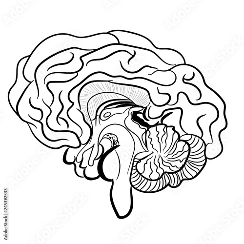 Human brain on white background. Anatomically correctly outline of human brains. Vector illustration. The picture for textbooks with anatomy. Middle and anterior-posterior section of the brain.