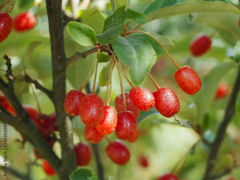 Obraz premium Goumi, Gumi, Natsugumi, Cherry Silverberry, Cherry Elaeagnus